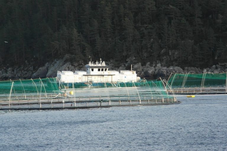 Fiskebeholdningen i sjøen feites opp