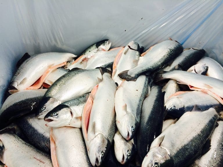 Fikk bot for å ha solgt listeria-laks