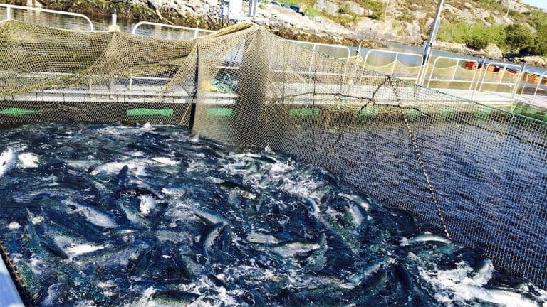 Tjente 11,3 millioner per ansatt. Eierne tar ut 90 millioner i utbytte