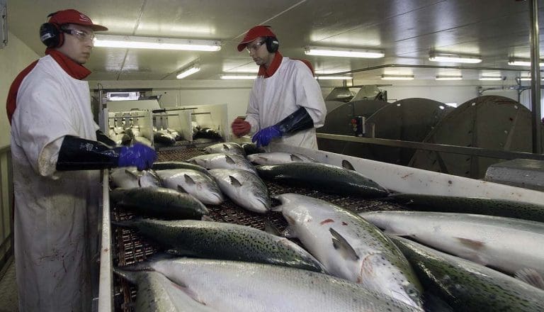 Grieg Seafood har drevet slakteri uten gyldig utslippstillatelse i flere år