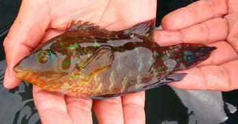 Sunnfjord Rensefisk solgt til SalMar