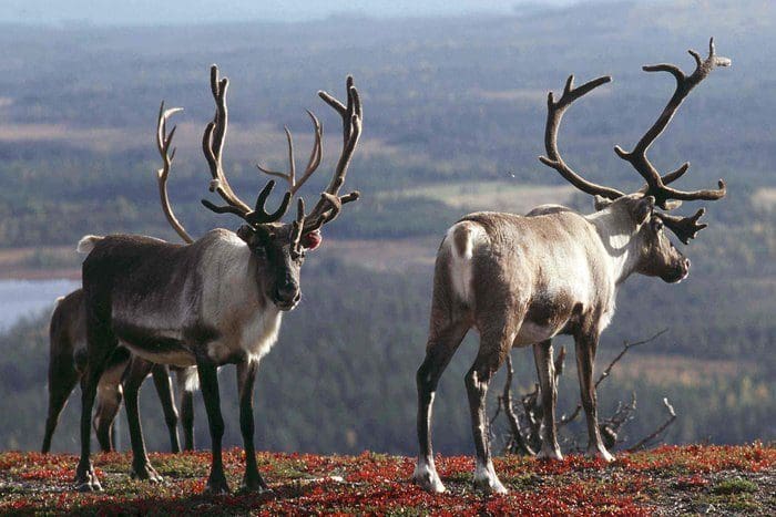 Om tamreinjegere og laksefiskere