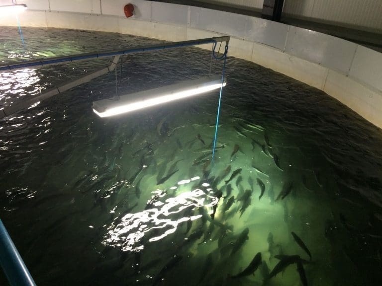Sykdom på yngel i Marine Harvest-eid settefiskanlegg