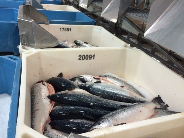 Salmon Group vil oppheve PD-forskrift