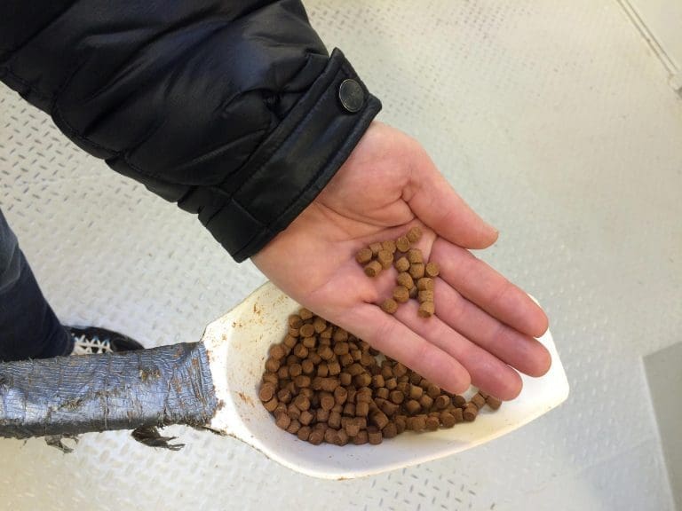 Solgte 172.500 tonn fiskeolje som inneholdt biodiesel