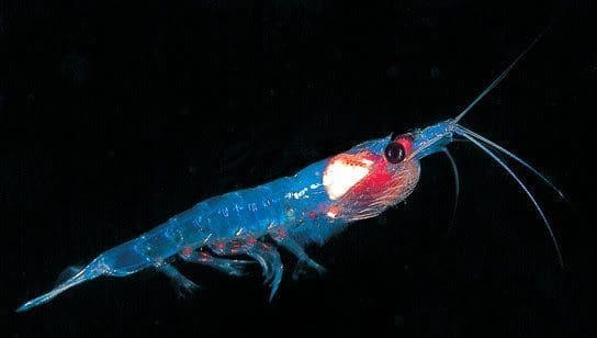 Nå tjener Aker endelig penger på krill