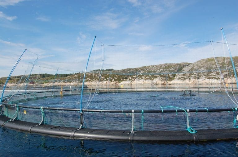 ILA-mistanke for SalMar
