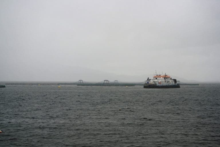 Venter en milliard i kvartalsutbytte fra Marine Harvest