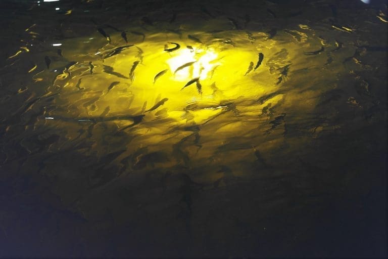 Jernes Fisk mottar konsesjon til settefisk i Kragerø