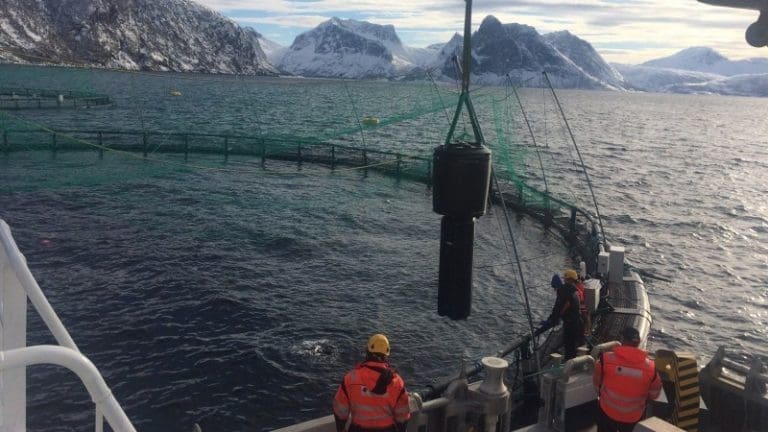 Tombre Fiskeanlegg signerte avtale med Stingray verdt 18 millioner kroner