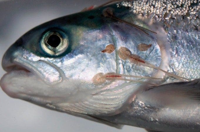 Mattilsynet vil ha ny lakselusforskrift