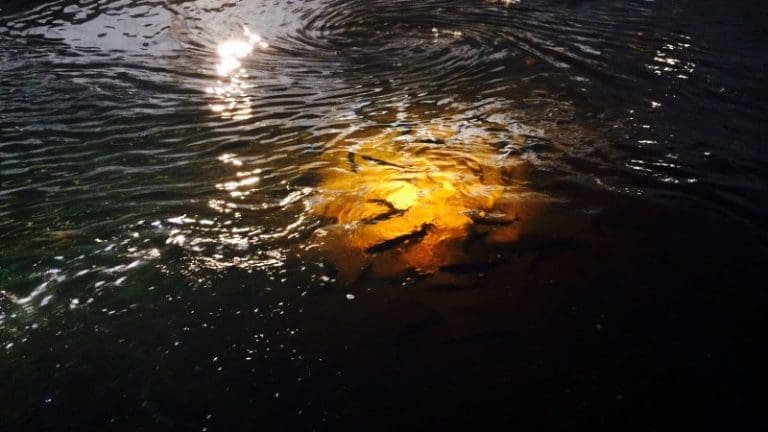 Lysning for landbasert oppdrett: Danish Salmon nærmer seg break-even