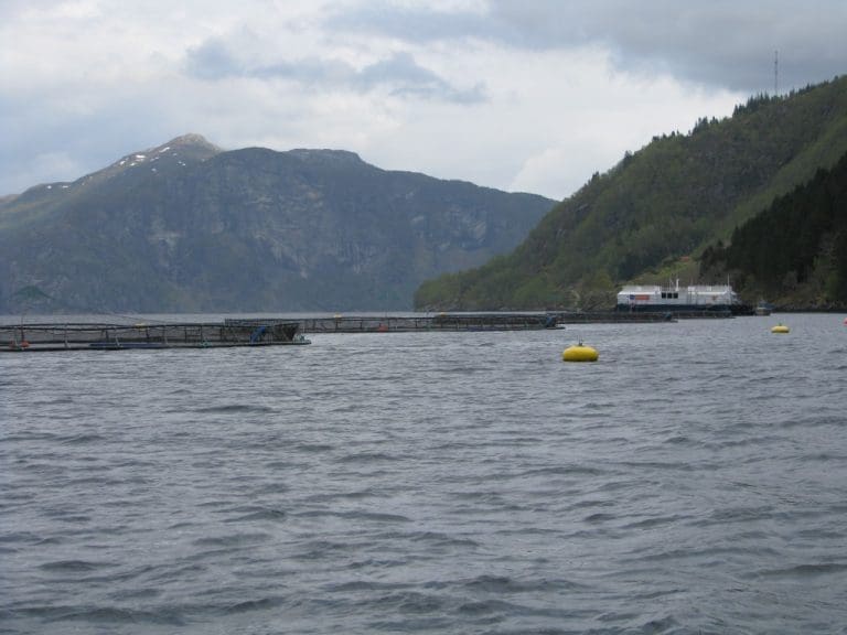 Flokenes Fiskefarm økte resultatet med 302 prosent