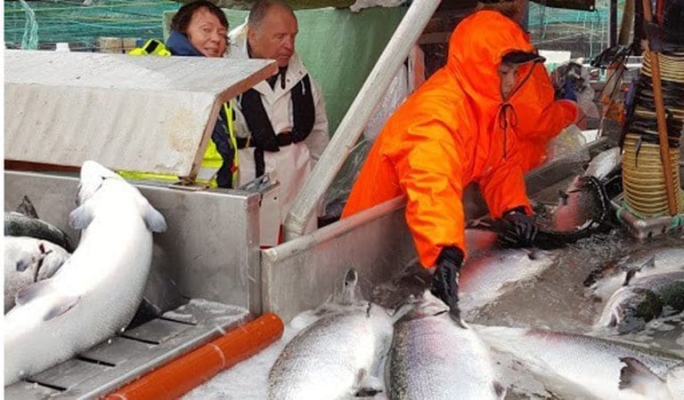 Produserte «monsterlaks» i lukket merd