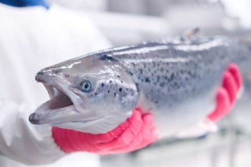 Monterey Bay Aquarium gir tommelen opp for ASC-sertifisert oppdrettslaks