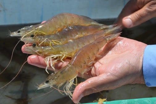 BioMar kjøper ledende rekefôrprodusent i Ecuador