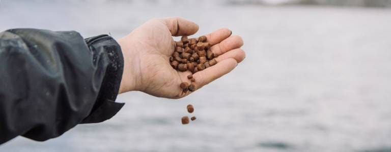 Positiv til bruk av genmodifisert rapsolje i fiskefôr