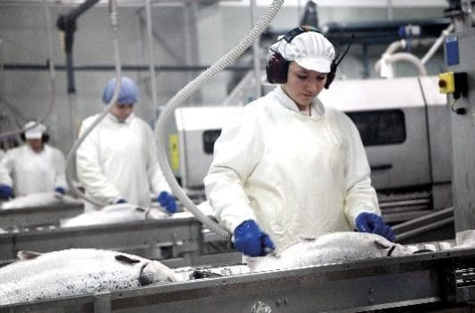 Bakkafrost slaktet 13.700 tonn i Q1