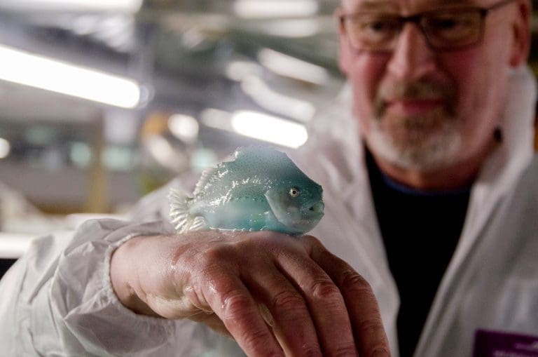 Fisken som spiser lus til dessert