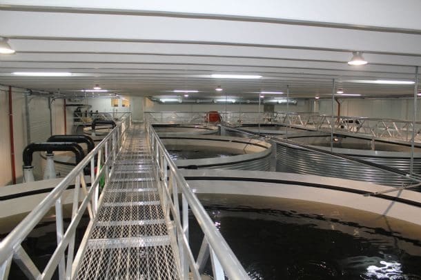 Fra pluss til minus for Sundsfjord Smolt – store tap etter sykdomsproblemer