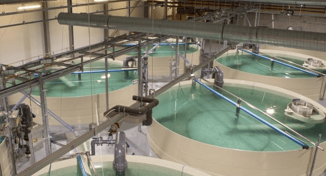 I sommer åpnet Marine Harvest et nytt settefiskanlegg til 300 mill. i Skottland. To måneder senere døde en halv million smolt
