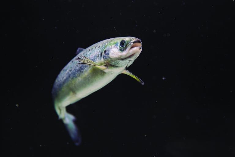 Stord Smolt er solgt