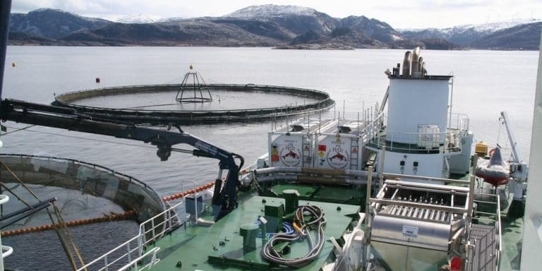 Sjømat Norge tar utviklingen i rekebestandene på alvor