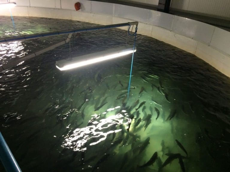 Marine Harvest planlegger dobling av settefiskproduksjonen i Herand