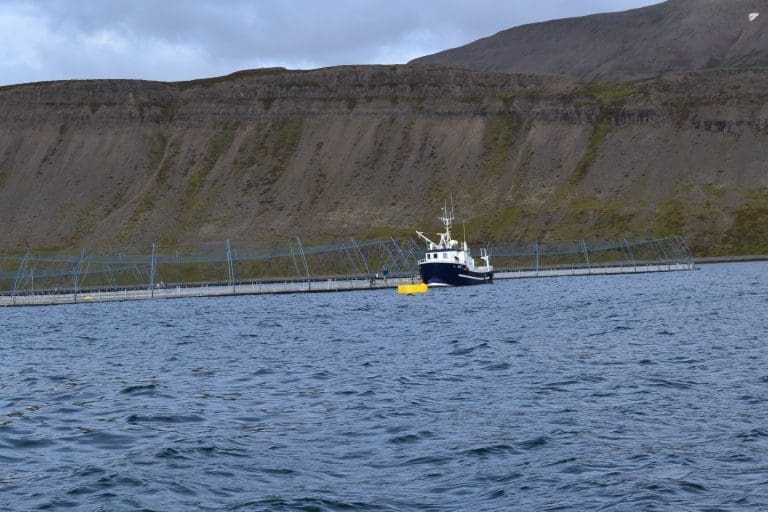 Mulig rømming hos Arnarlax