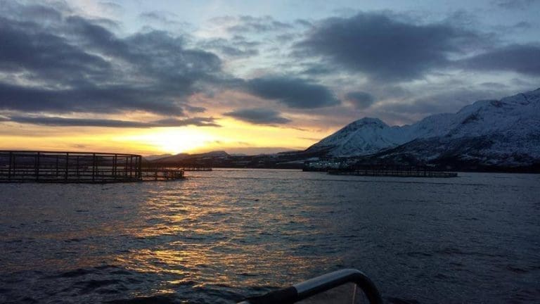 Har fortsatt ikke avklart om det er ILA ved to anlegg hos SalMar: – En situasjon som ikke er gunstig for oppdretter