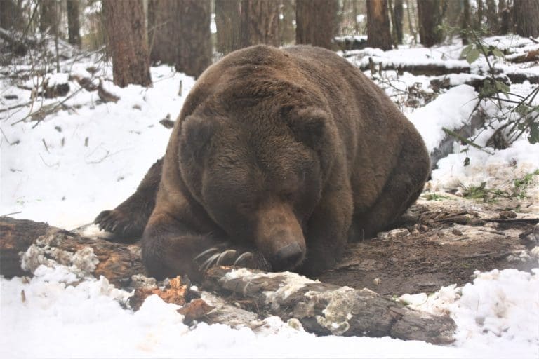 Bitter på eksen? Her kan du kalle opp en laks etter din tidligere kjæreste, og servere den til en grizzlybjørn på et halvt tonn