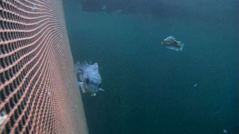 Lerøy Midt legger ned produksjonen av rognkjeks ved Lunnfjorden i Fosen