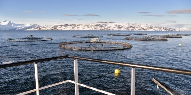Sjømat Norge ber om utsatt nedtrekk i “røde” områder