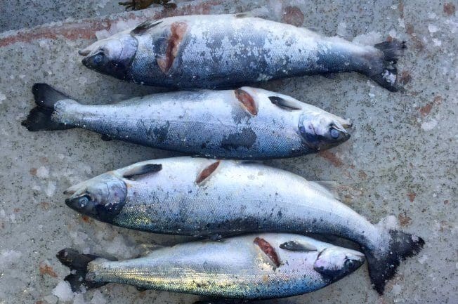 Norway Royal Salmon har bedt om fellingstillatelse på sjøfugl