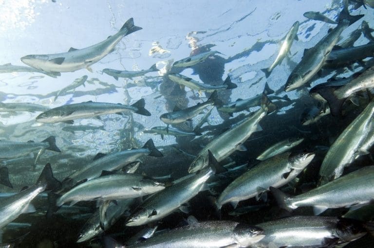 Veterinærinstituttets fiskehelserapport 2018: Flere sykdommer holder laksedødeligheten høy