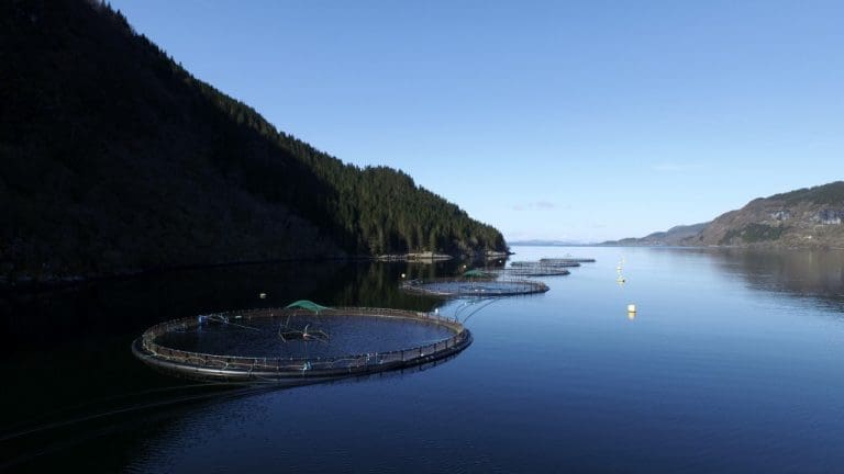 – Flokenes Fiskefarm går godt, men vi er bekymret for gruvedeponiet som kan komme i Førdefjorden