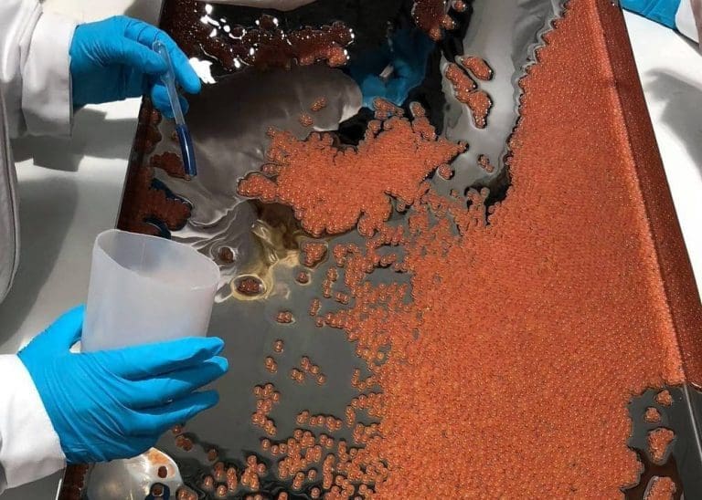 SalmoBreed Salten planlegger full produksjon i august