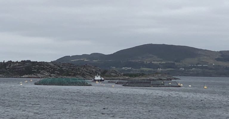 HI: Omfattende dødelighet på oppdrettsfisk i Rogaland
