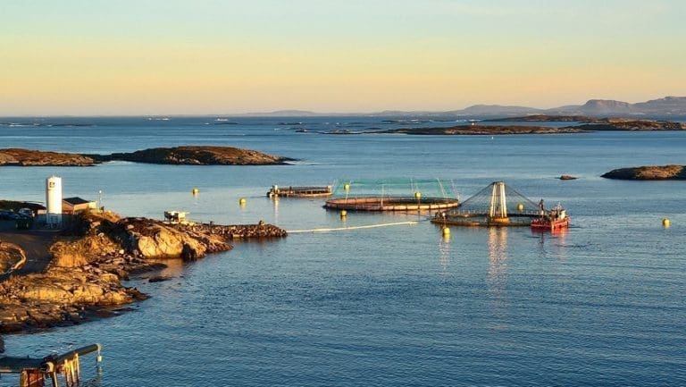 Lave laksepriser ga resultatsmell for Nekton Havbruk