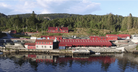 Krigen i Ukraina ga et krevende år for Nesfossen Smolt