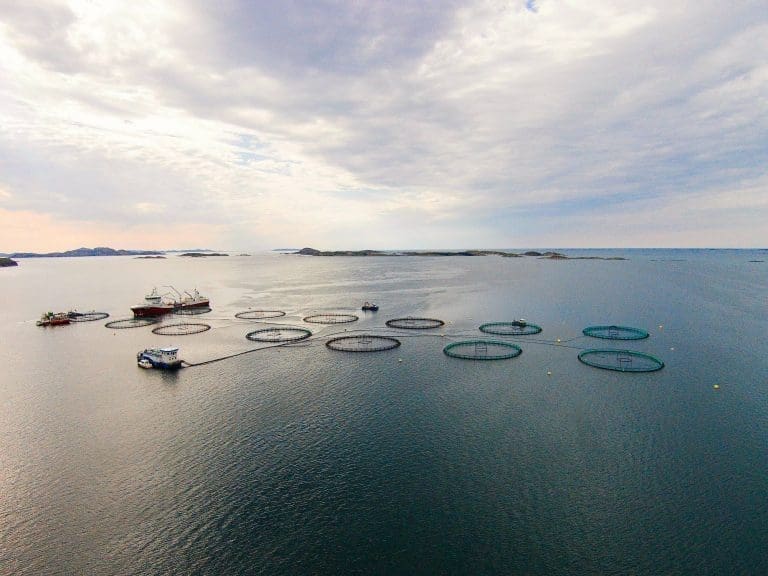 Emilsen Fisk fikk over 40 prosent i driftsmargin ifjor, men tapte penger på SalMar-aksjer