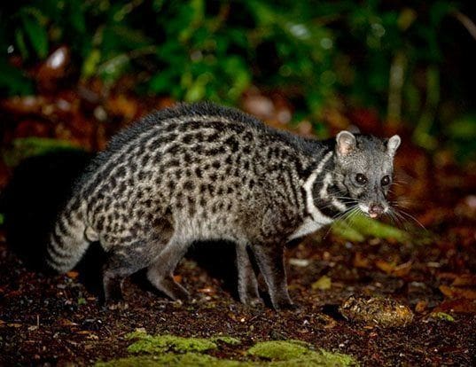 Denne tropiske katten senker lakseprisen