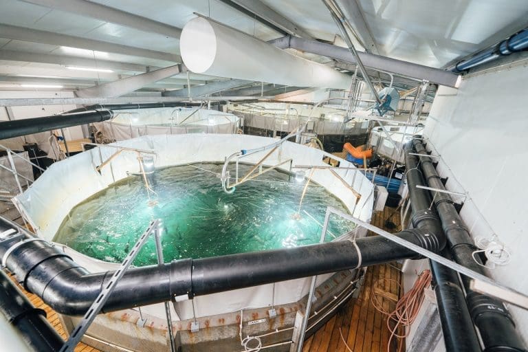 227.000 laks døde ved Atlantic Sapphires anlegg i Danmark