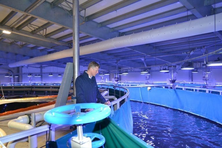 Fredrikstad Seafoods skal slakte den første laksen tidligere enn antatt: – Vi har faktisk måttet iverksette tiltak for å holde tilbake fisken