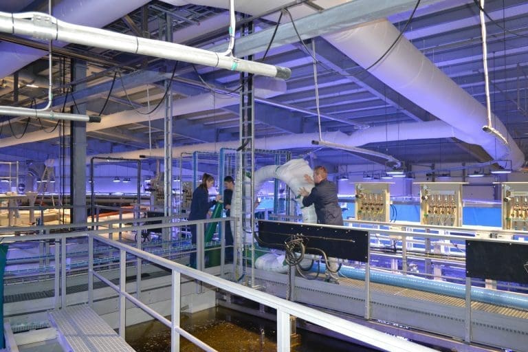Nordic Aquafarms splittes i to – og dropper børsplaner