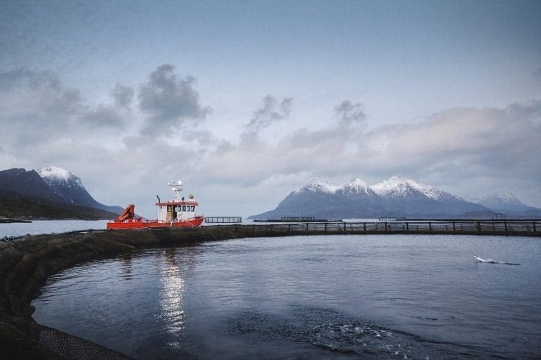 Falsk mistanke om ILA i Hammerfest