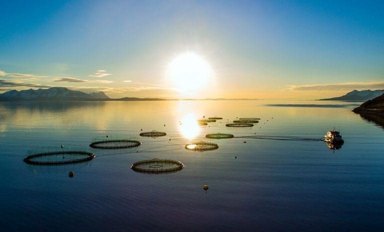 Lavere salgsinntekter, men tredoblet driftsresultat for fiskefarmen