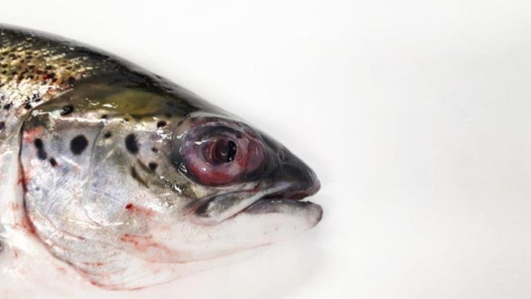 Mattilsynet vil listeføre pasteurellose