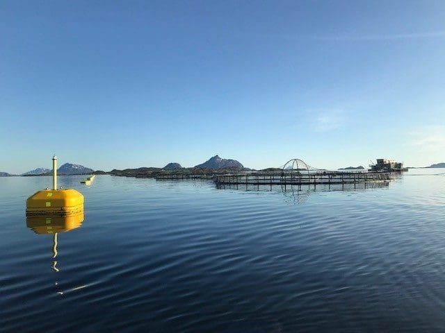 Resultatras i Selsøyvik Havbruk