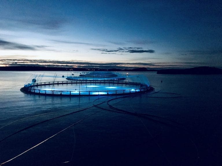Grieg Seafood produserte laks til 46 kroner kiloet i tredje kvartal